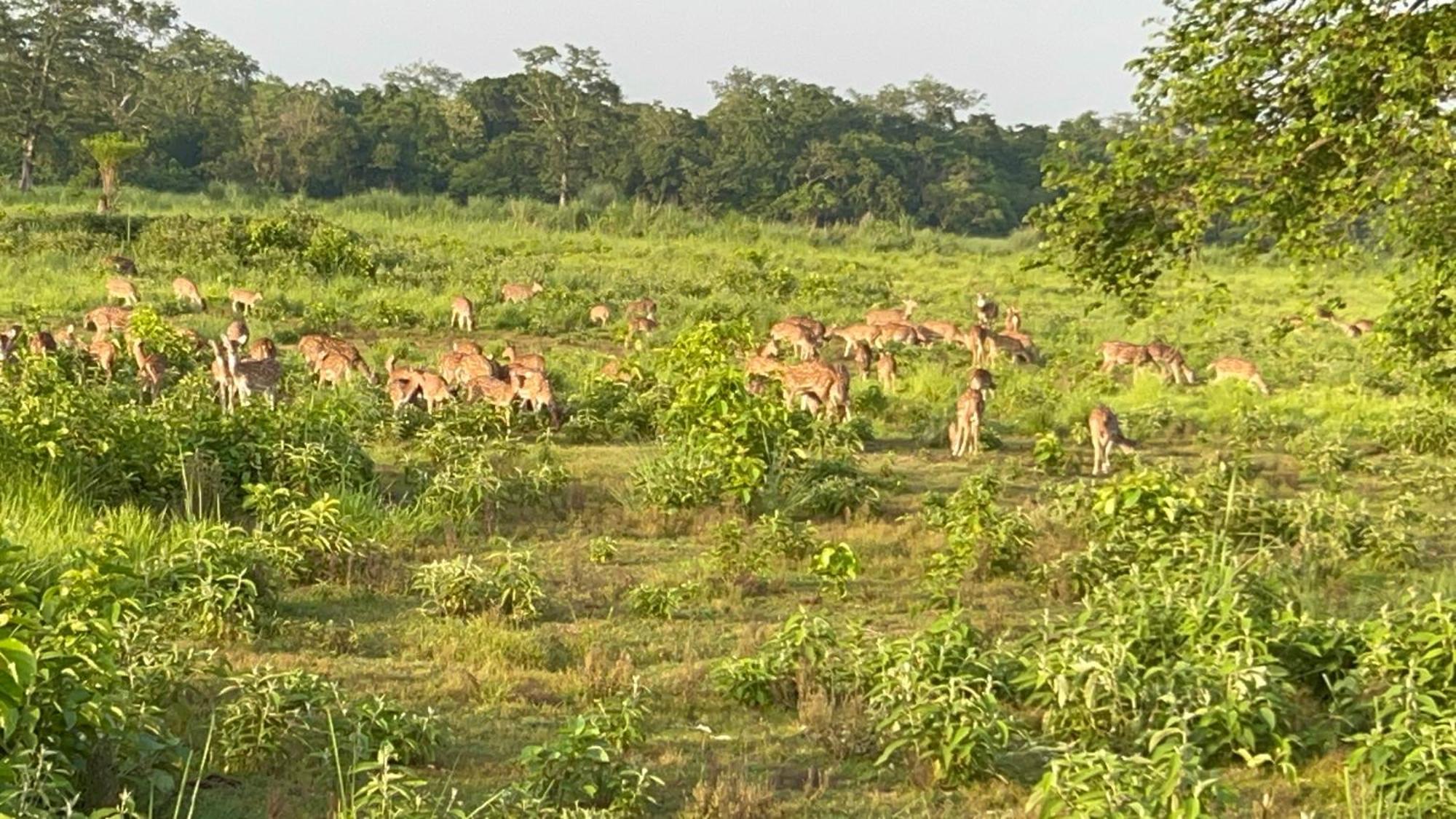 Ama Garden Sauraha Hotel Buitenkant foto