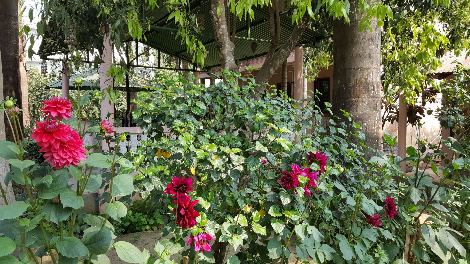 Ama Garden Sauraha Hotel Buitenkant foto