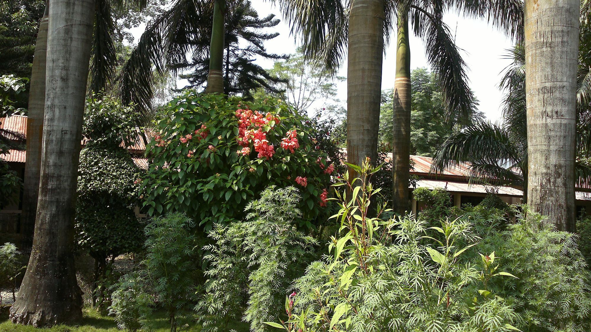 Ama Garden Sauraha Hotel Buitenkant foto